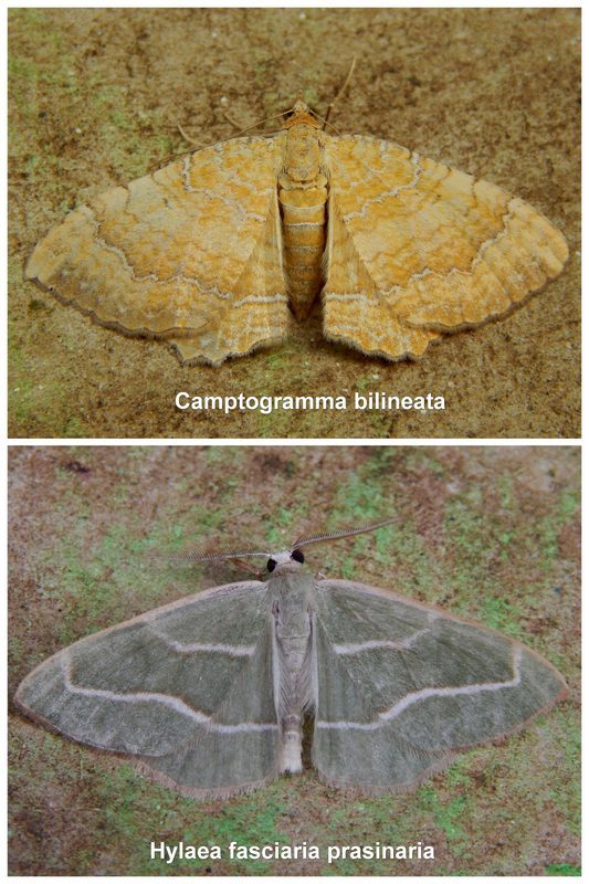 ..due Geometridae comuni , ma sempre belle!